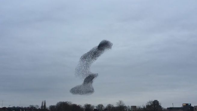 go to Zauber am Himmel: Staren-Formation über Utrecht