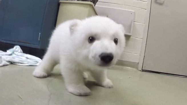 go to Eisbärin Nora: Vom süßen Baby zum verspielten Teenie