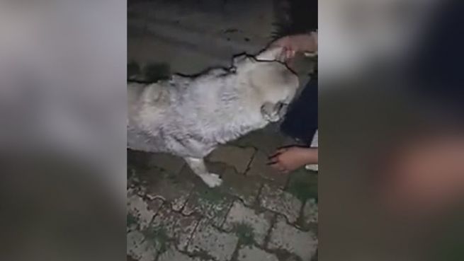 go to Rührend: Hund verneigt sich vor Retterin