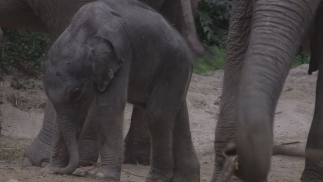 go to Niedlicher Tollpatsch: Elefantenbaby lernt noch