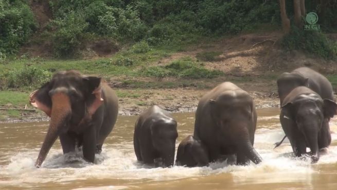 go to Herzerwärmend: Herde hilft Elefanten-Baby durch Fluss