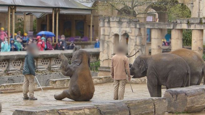 go to Quälerei: Elefantendressur im Erlebnis-Zoo Hannover