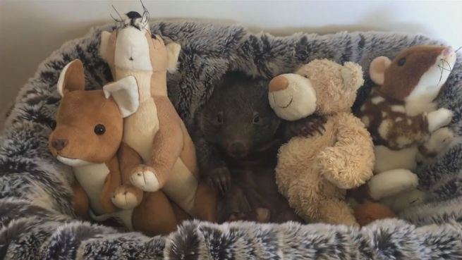 go to Mega süß: Wombat George wächst und gedeiht