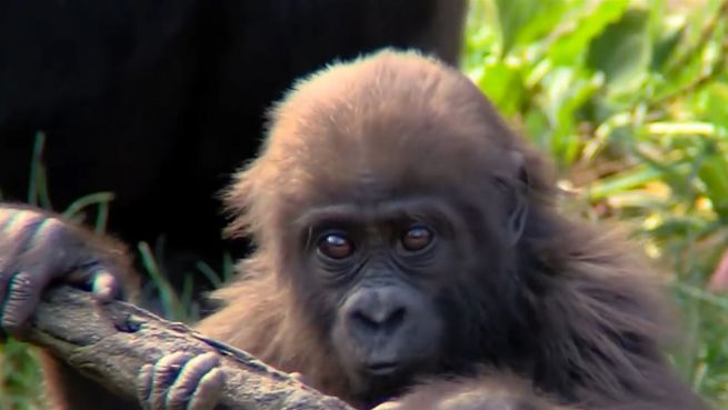 go to Gorillageburtstag: Gladys wird fünf Jaher alt