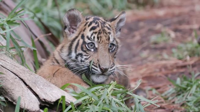 go to Flauschiger Nachwuchs: Tigerbabys kuscheln