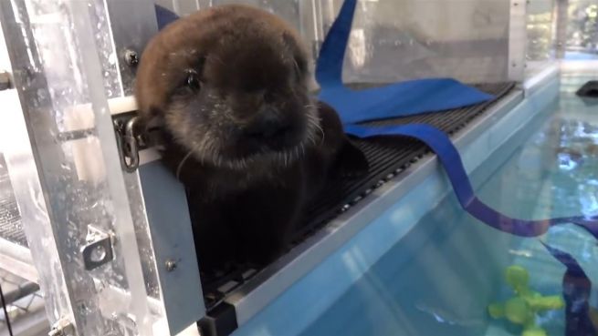 go to Flaschenkind '805': Otter-Baby im Oregon Zoo